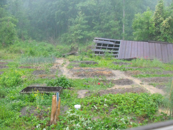 Rain on the garden.