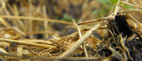 Grass clipping mulch after a week.