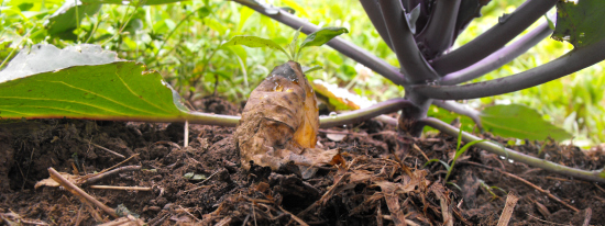 Grass clipping mulch after six weeks, nearly disintegrated.