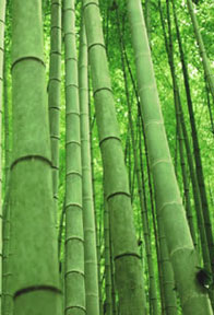 Bamboo