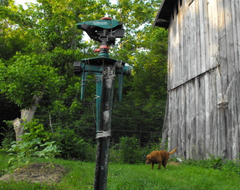 Lucy near the barn with sprinkler