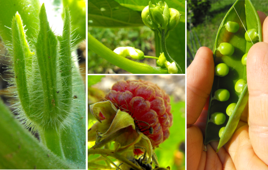 Peas and raspberries