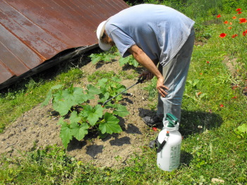 Spraying Bt for squash vine borer control