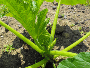 Summer squash plant