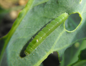 Cabbage worm caterpillar