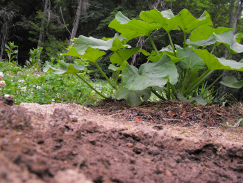 Gap between butternut squash.