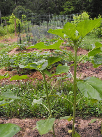 June sunflowers