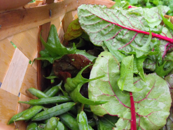 Basket of swiss chard and peas