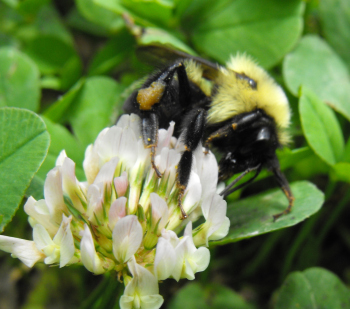 Bumblebee on white clover
