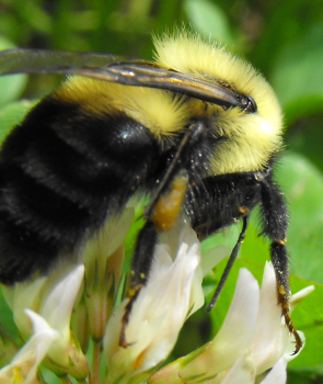 Bumblebee on clover