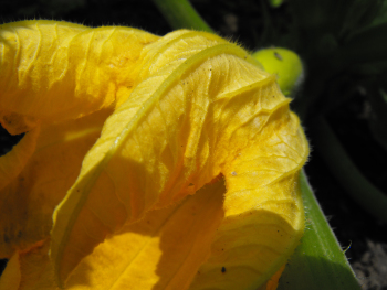 Squash flower