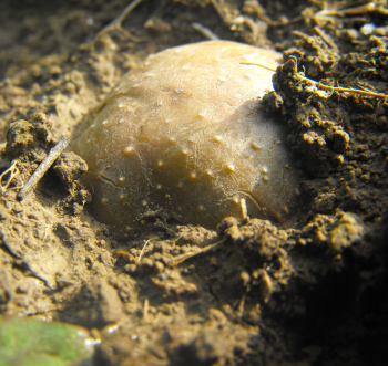 Potato uncovered by rain.