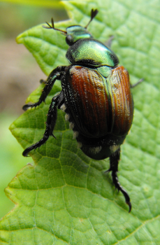 Japanese Beetle