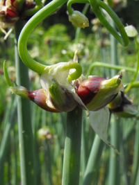 Egyptian onion top bulbs