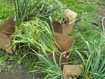 Garlic harvest