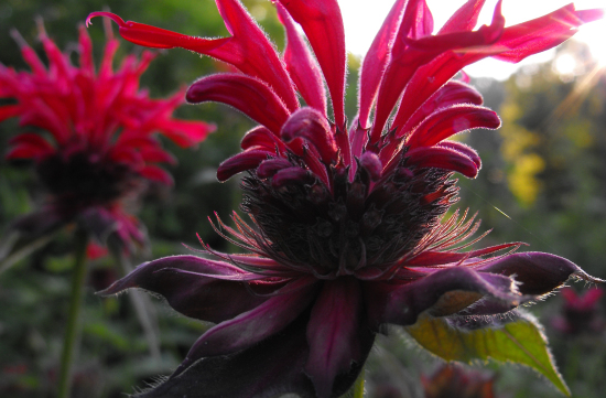 Bee balm flower