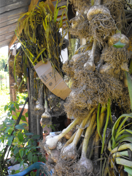 Hanging garlic to dry.
