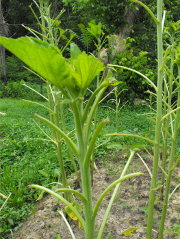 Deer damage on sunflowers.