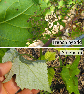 French hybrid vs. American grapes