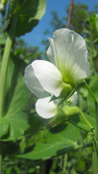 Blooming snow pea