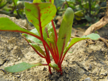 Swiss chard seedlings.