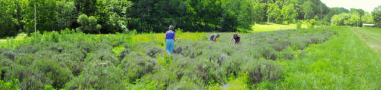 Panorama of the Scott County Lavender Farm