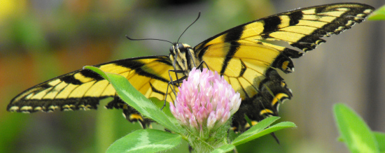 Eastern tiger swallowtail on red clover