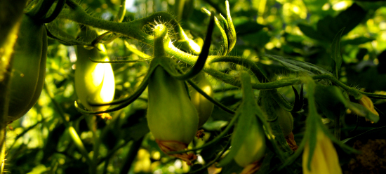 Young Roma tomatoes