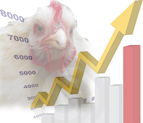 Increase in chicken numbers may be bogus.