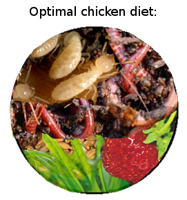 Optimal chicken diet is over half invertebrates, with the other half made up of plant matter.
