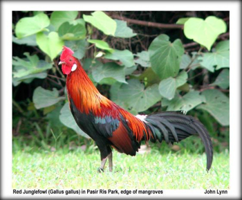 Red Jungle Fowl