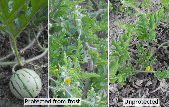 Comparison of frost-nipped and protected watermelons six weeks later.