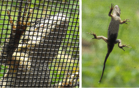 Fence lizard on the window screen.