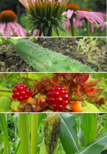 Echinacea, cucumber, wineberry, and sweet corn.