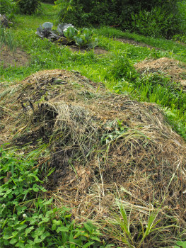 Building up a raised bed with weeds