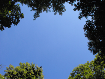 Gap in the forest canopy