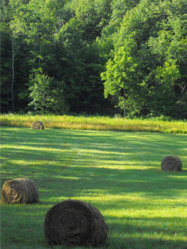 Round hay bales