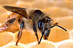 Varroa mite on a honeybee