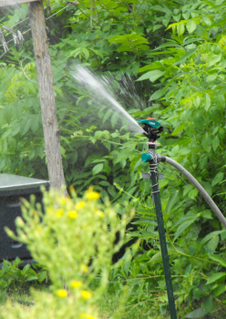 We attach our sprinklers to fence posts so they'll spray over tall plants.