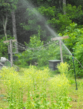 Sprinkling the garden