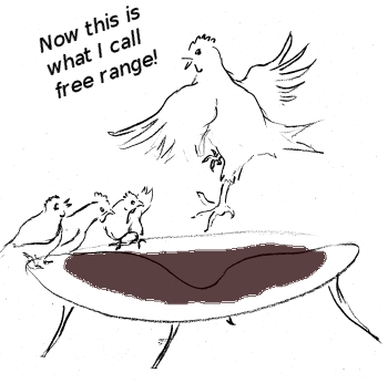 Free range chickens