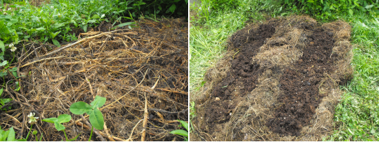 Making no till beds with old weeds