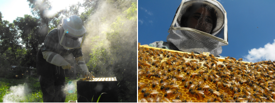 Checking the bee hive