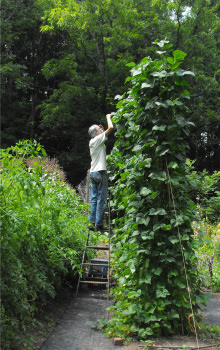 Picking peas with a ladder