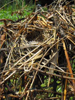 Bird nest in the snow peas