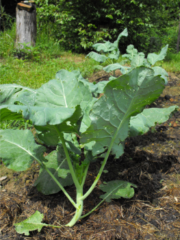 Fall broccoli