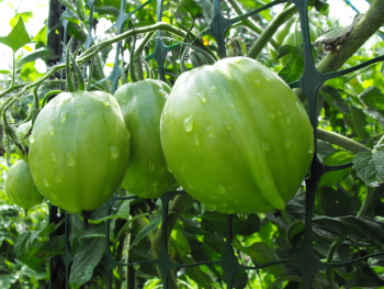 Green tomatoes