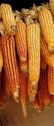 Maize