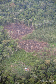 Slash and burn in the Amazonian forest