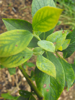 Yellow blueberry leaves in high pH soil.